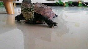 龟脸吃瓜,揭秘网红美食背后的故事